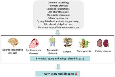 Antiaging effects of dietary supplements and natural products